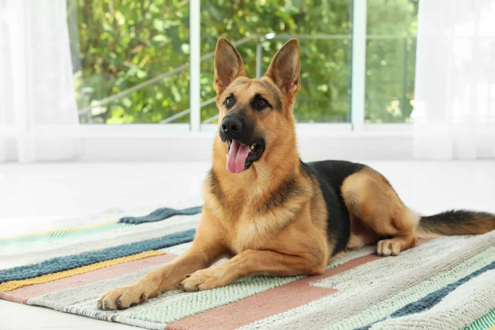 Cute German shepherd dog at home