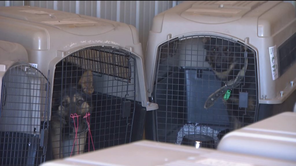 cute german shepherd puppies in cages