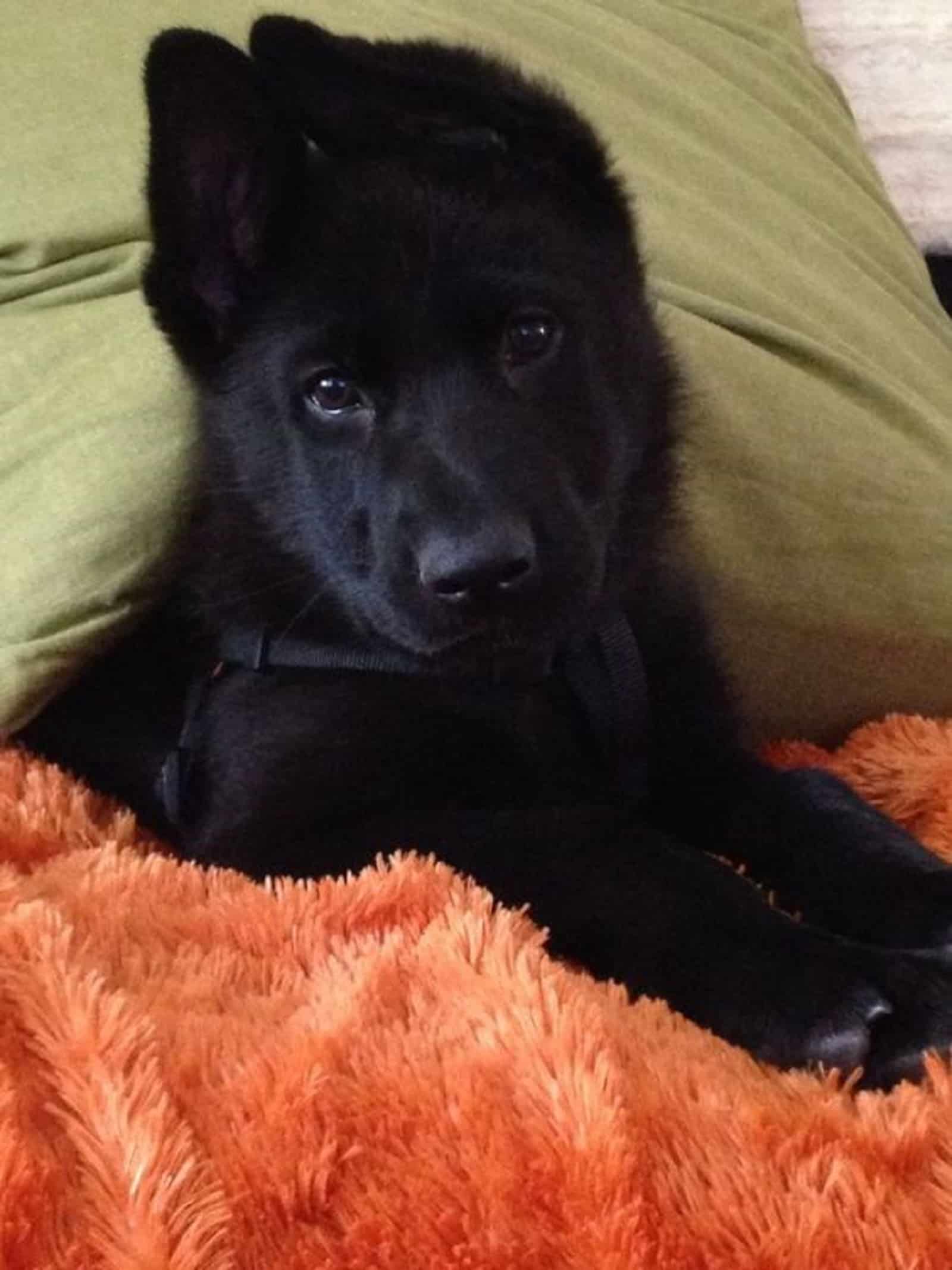 cute german shepherd puppy lying in the bed