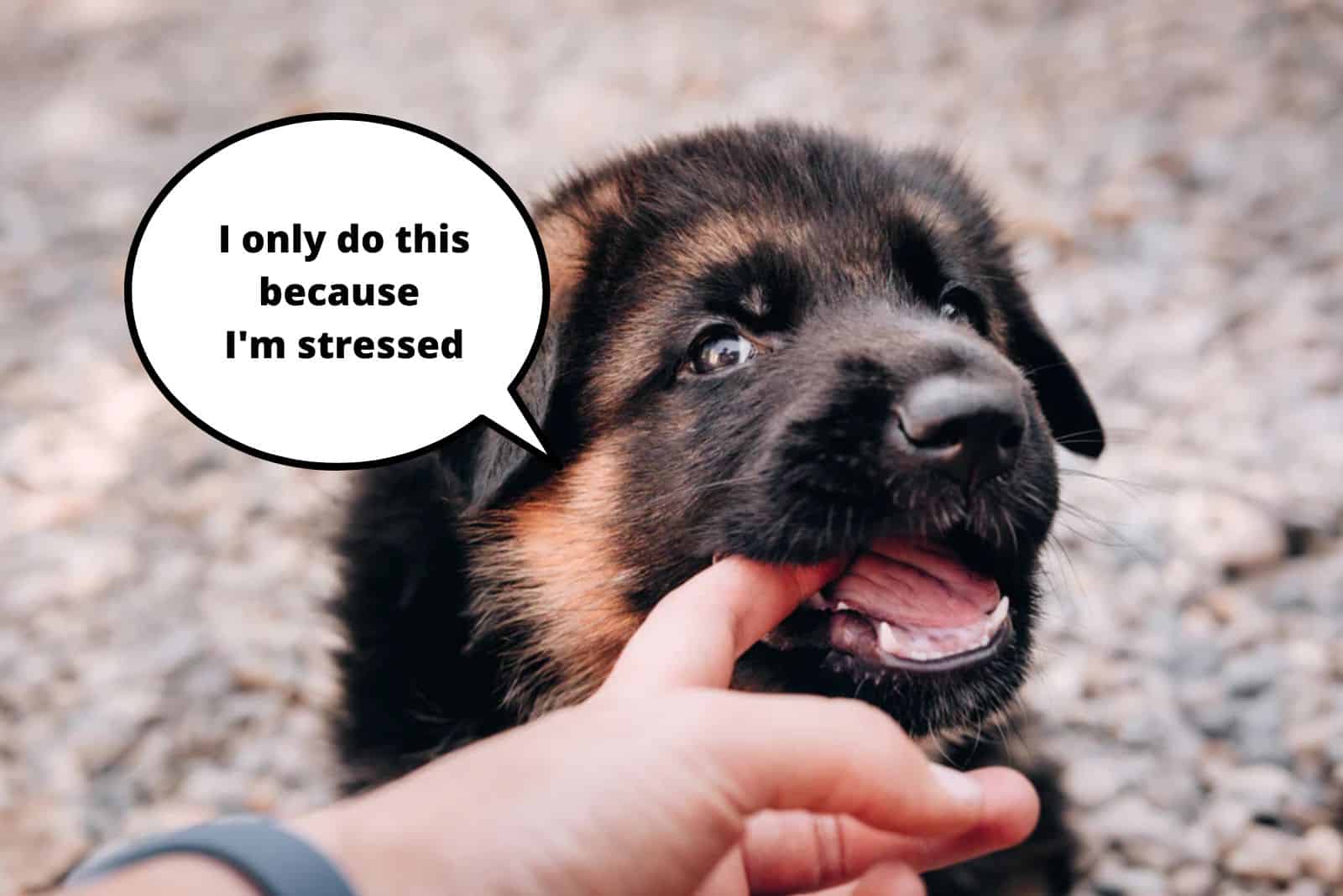 cute german shepherd puppy nibble his owners finger