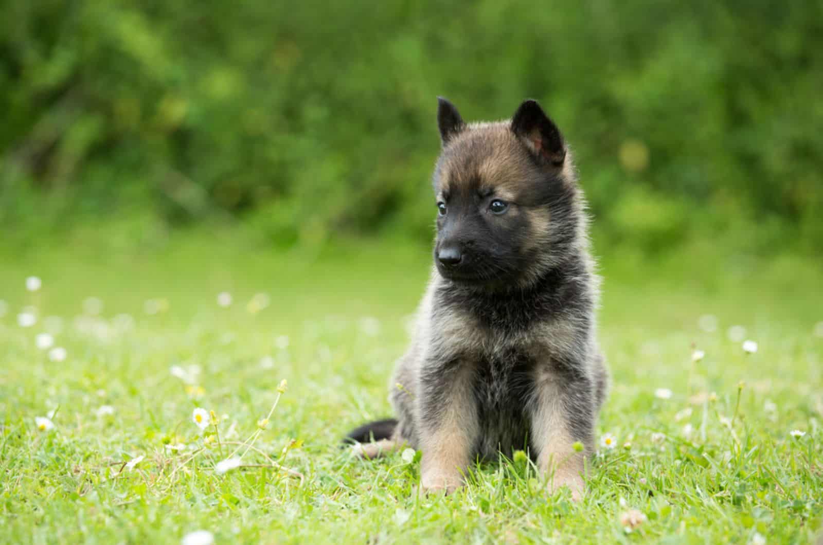 cute german shepherd puppy sitting in the grass