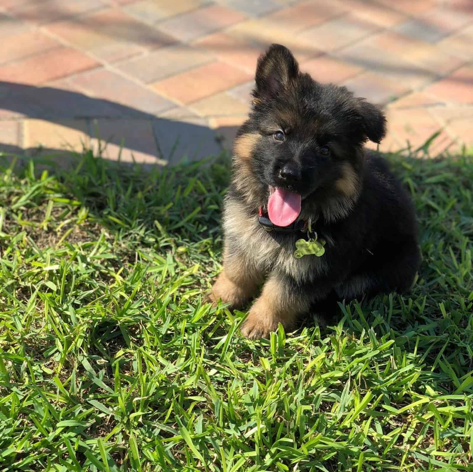 cute german shepherd puppy sitting on the grass