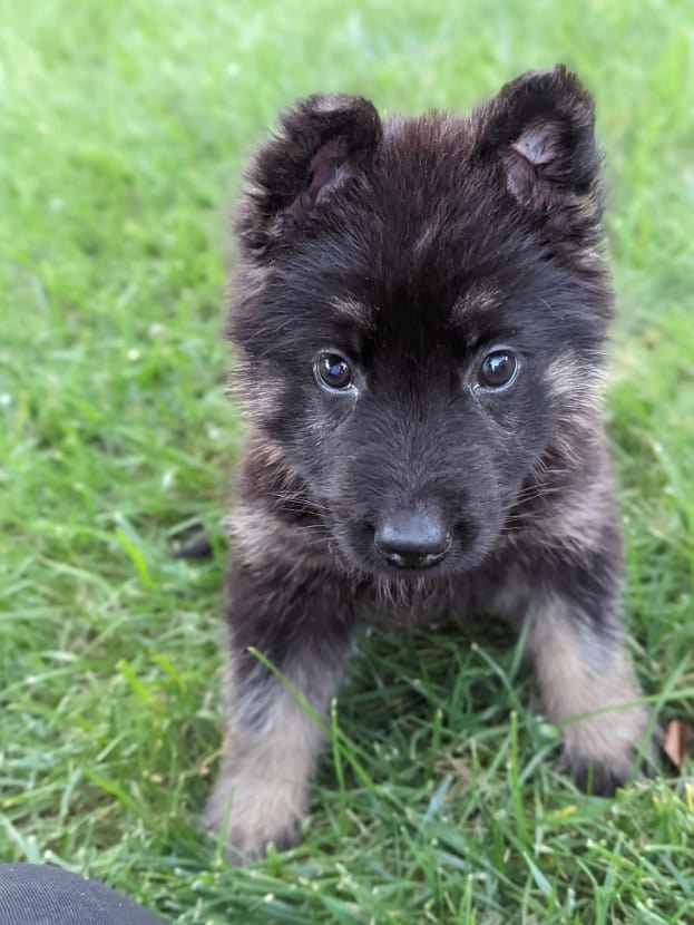 cute german shepherd puppy in the grass