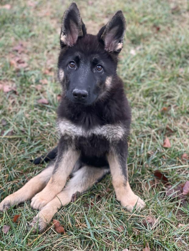 cute german shepherd puppy sitting on the grass