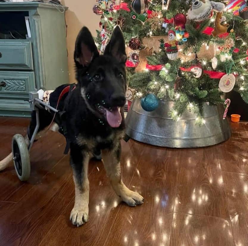 cute german shepherd puppy with a helper next to the Christmas tree