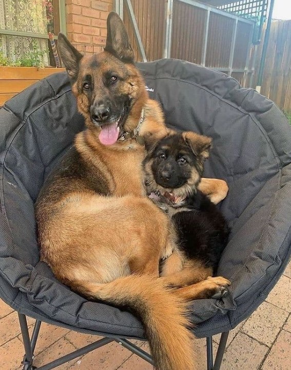 cute german shepherd with a puppy sitting in a chair