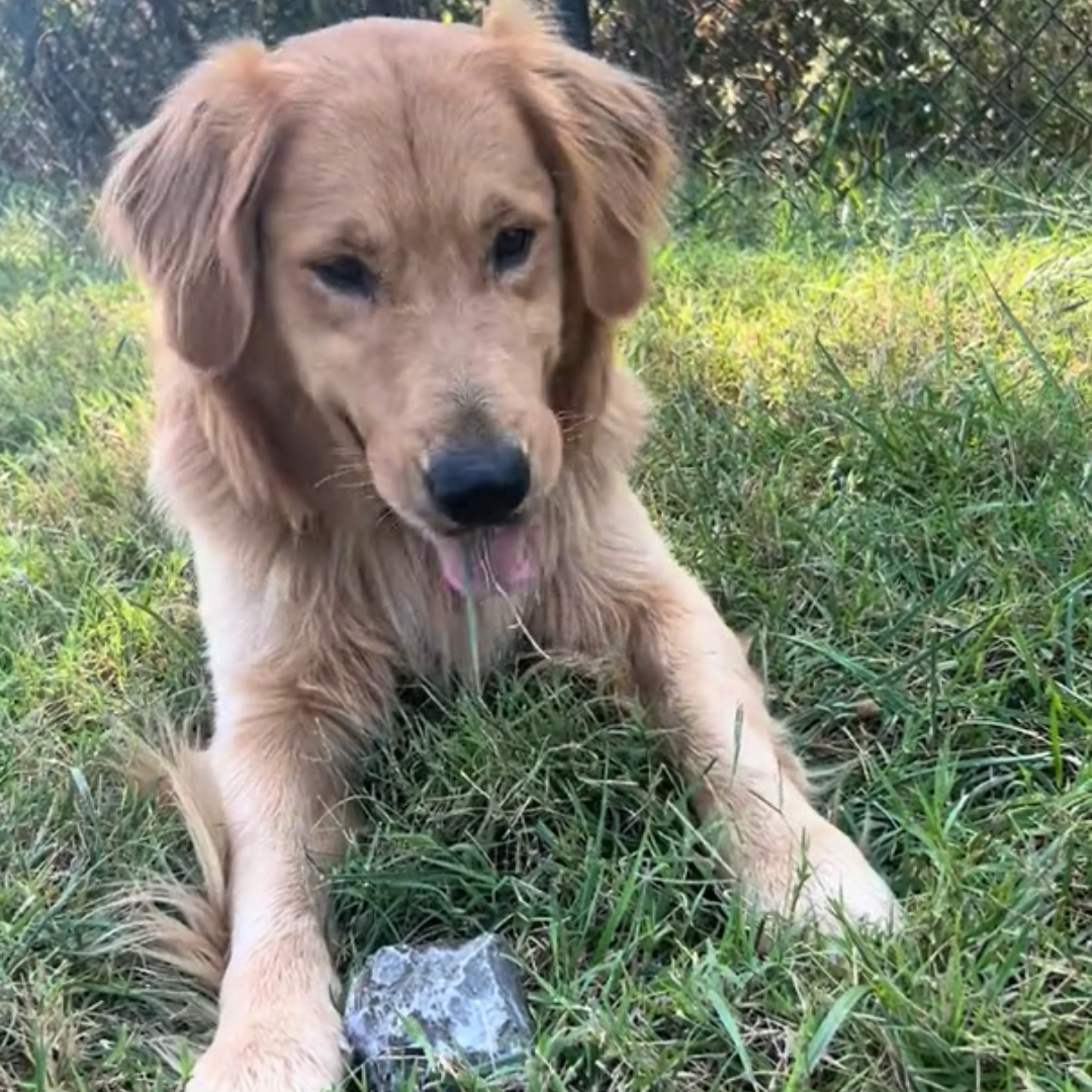 cute Golden Retriever