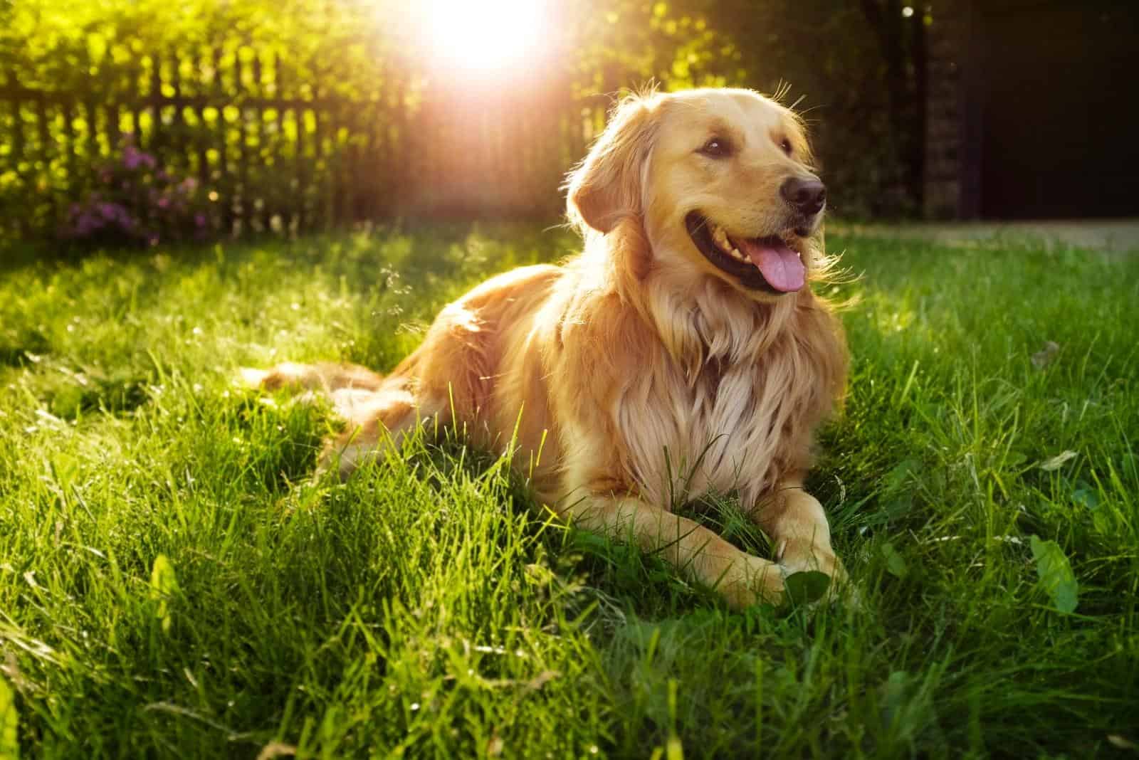 cute golden retriever laying in grass