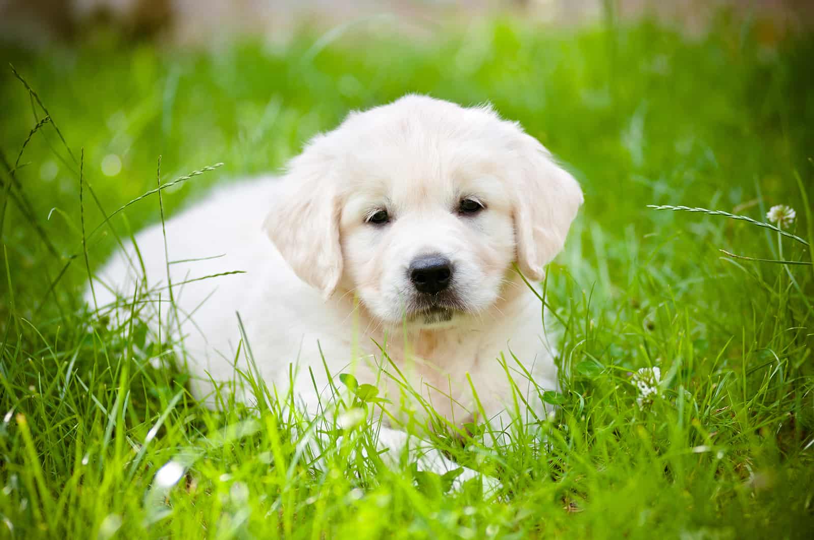 cute golden retriever puppy