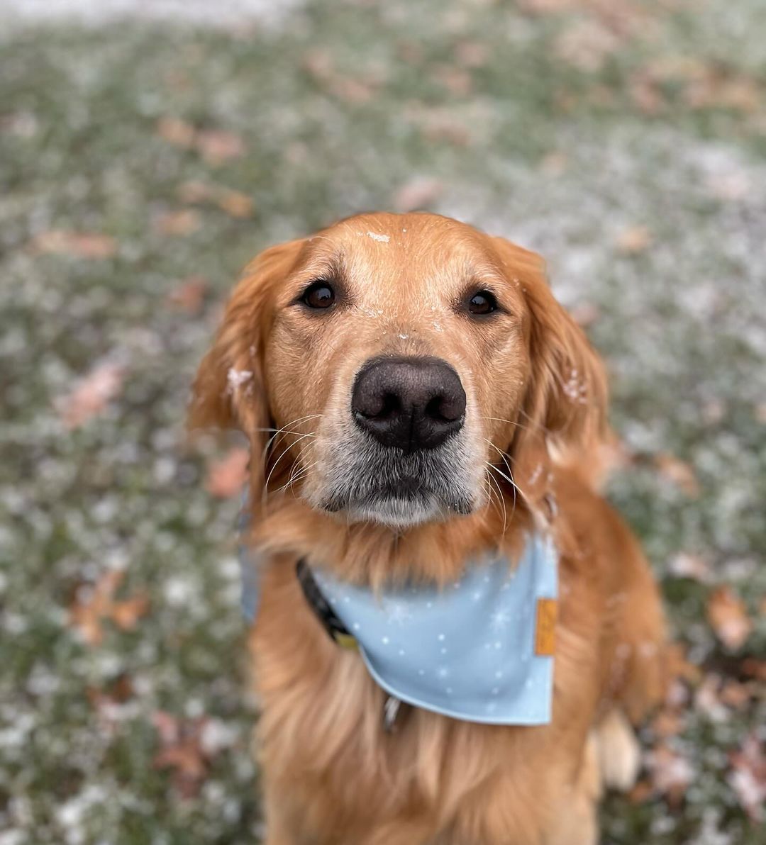 Cute Golden Retriever