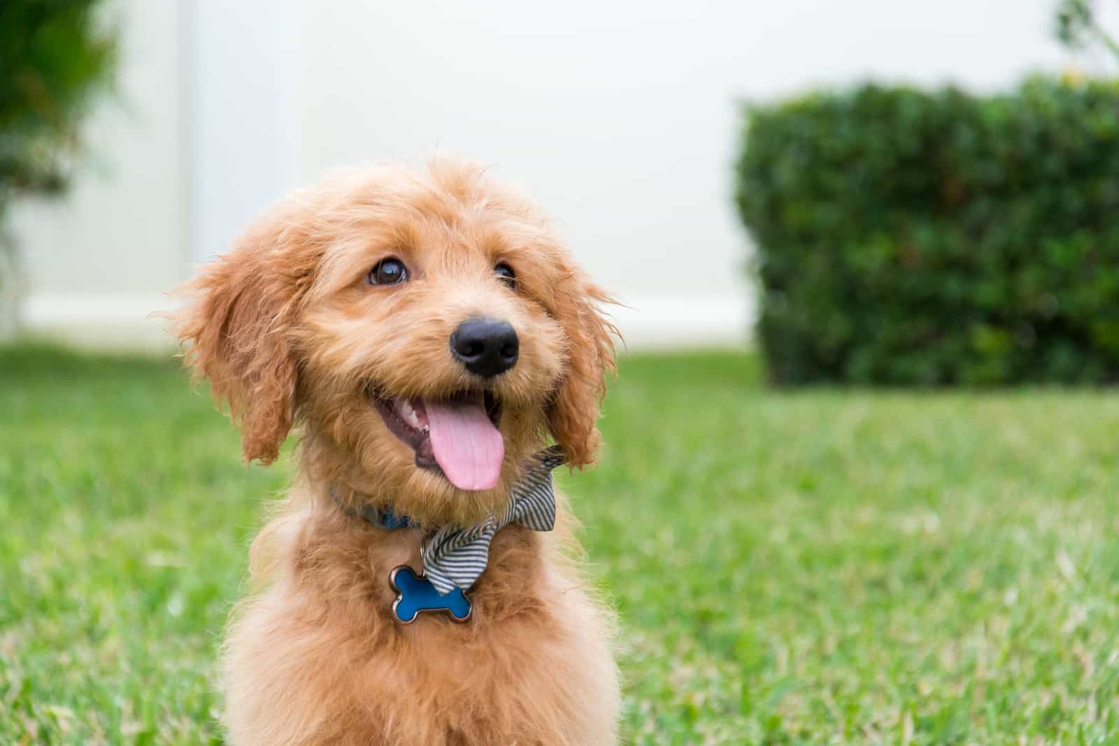 cute goldendoodle puppy