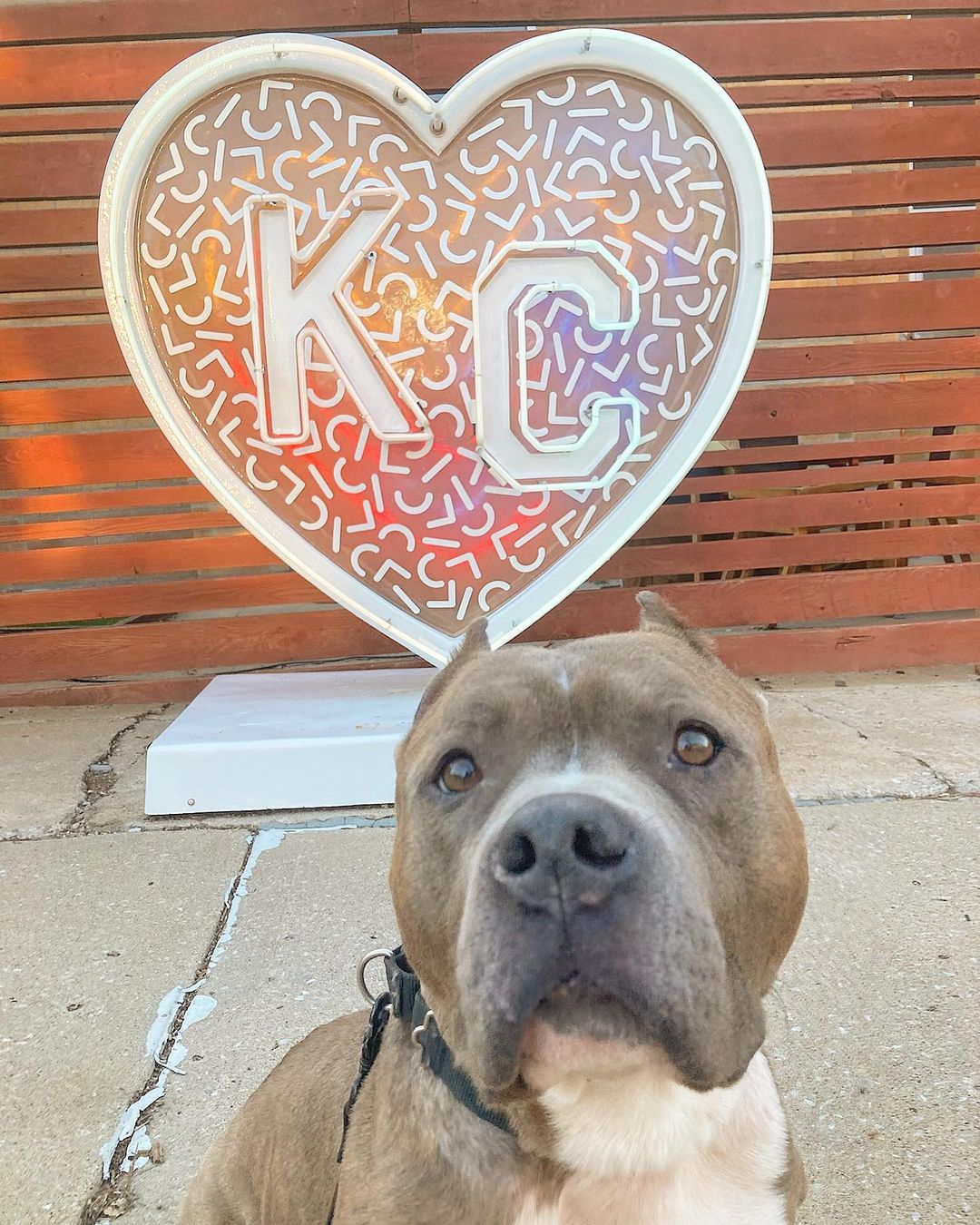 Cute gray dog and heart behind