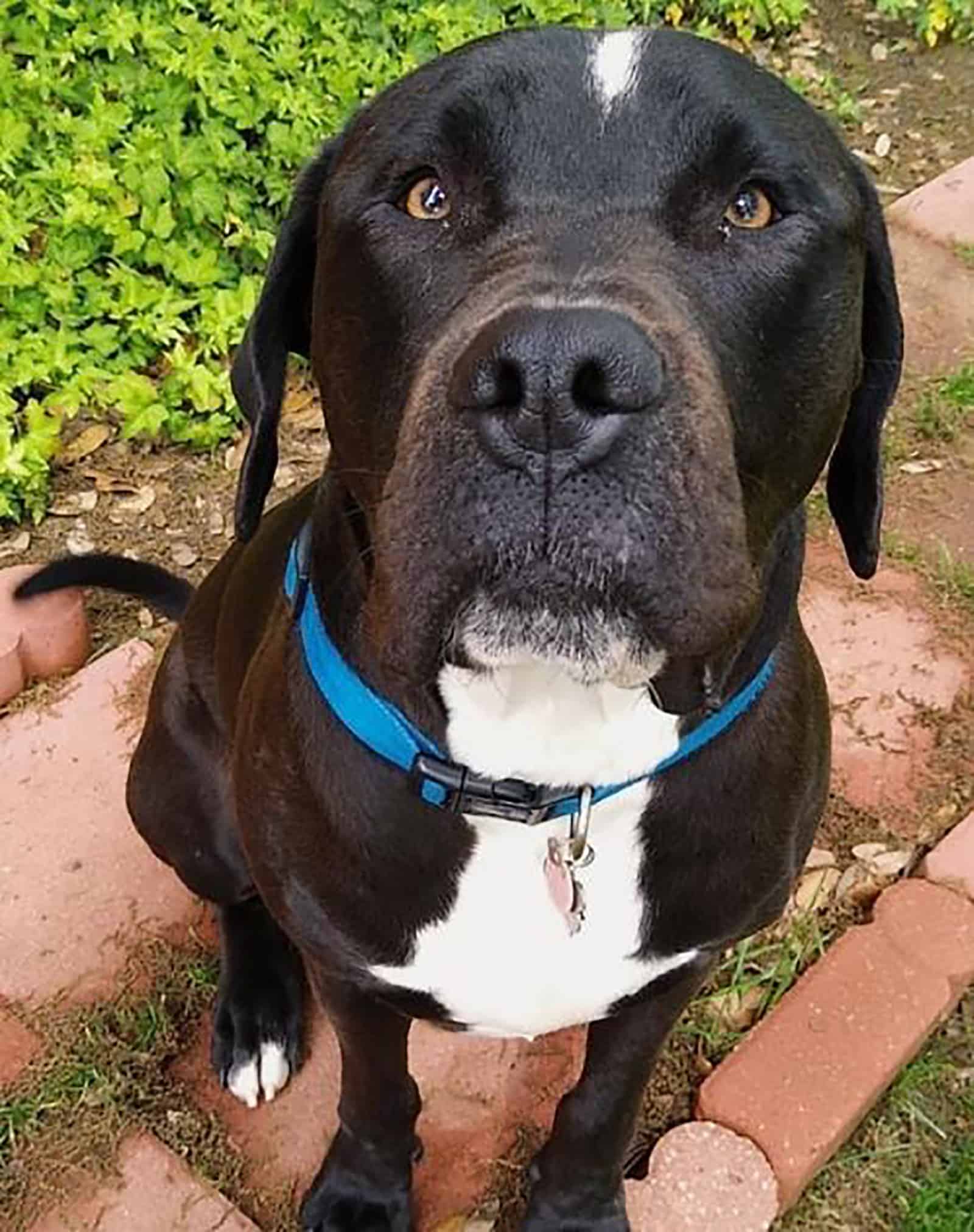 cute great dane pitbull mix sitting in the garden