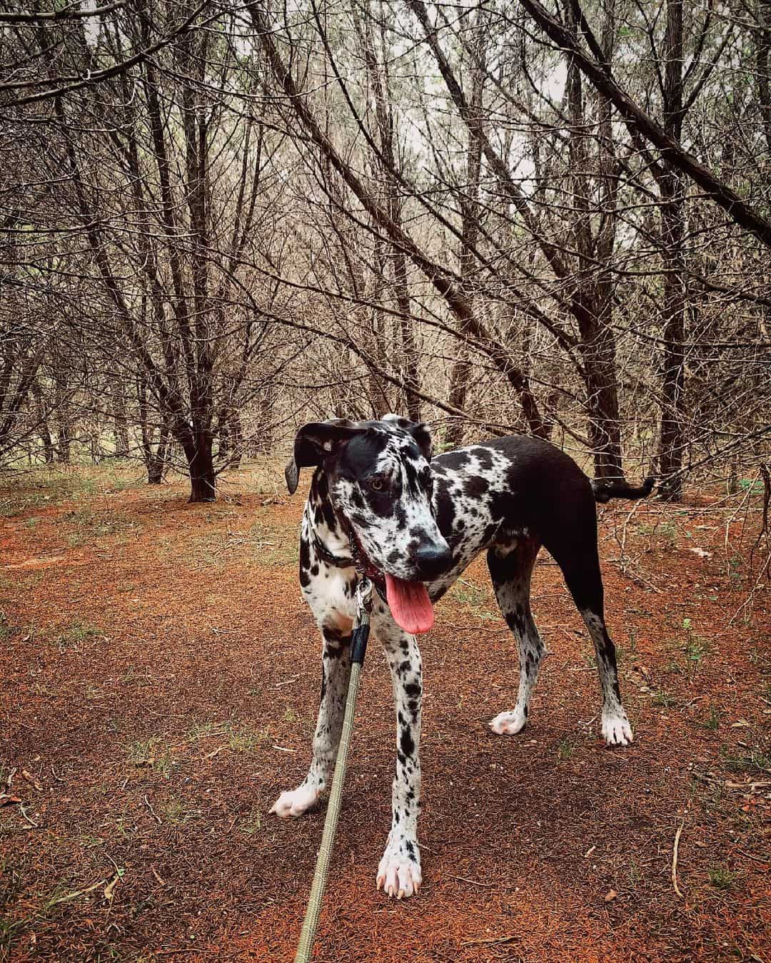 cute great dane