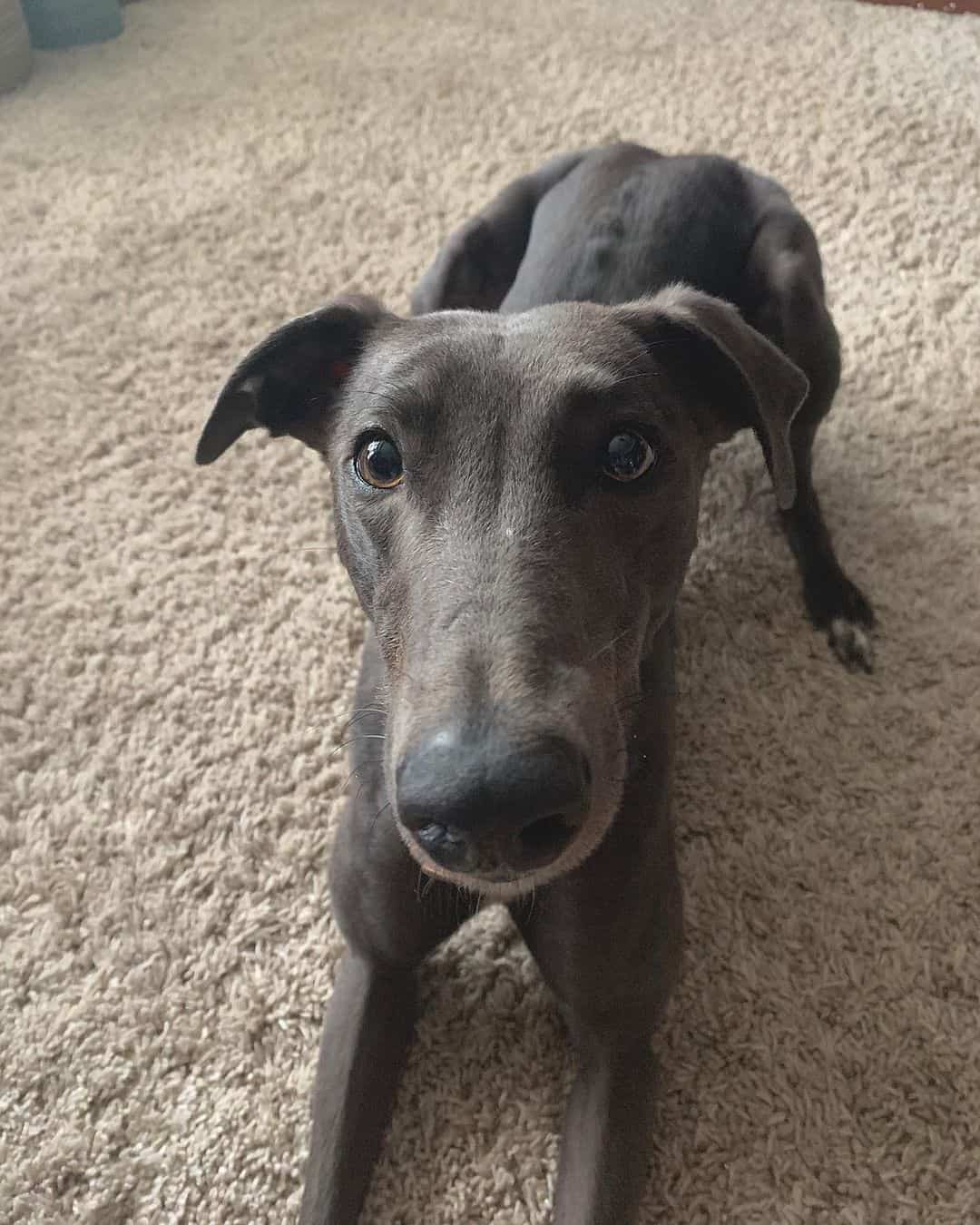 cute grey greyhound dog lying