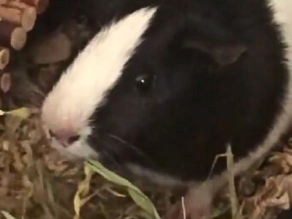 cute guinea pig