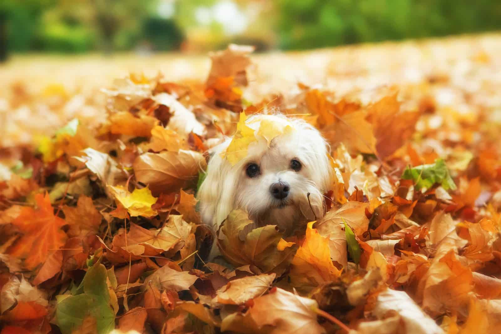 cute havanese dog playing in autumn leaves