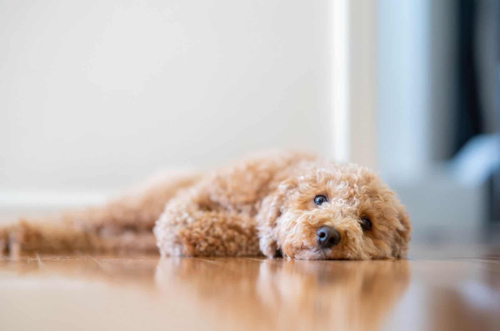 cute Havapoo lying on floor