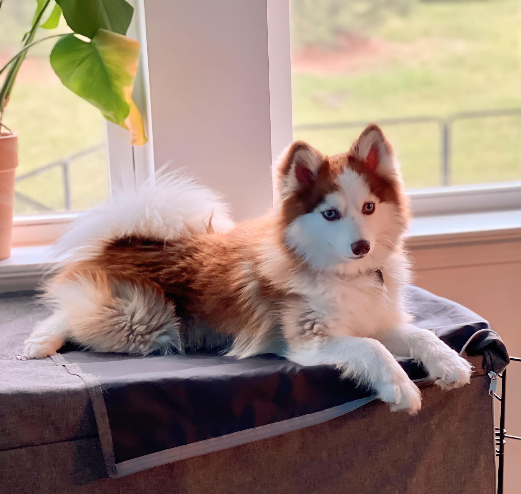 cute huskey laying down