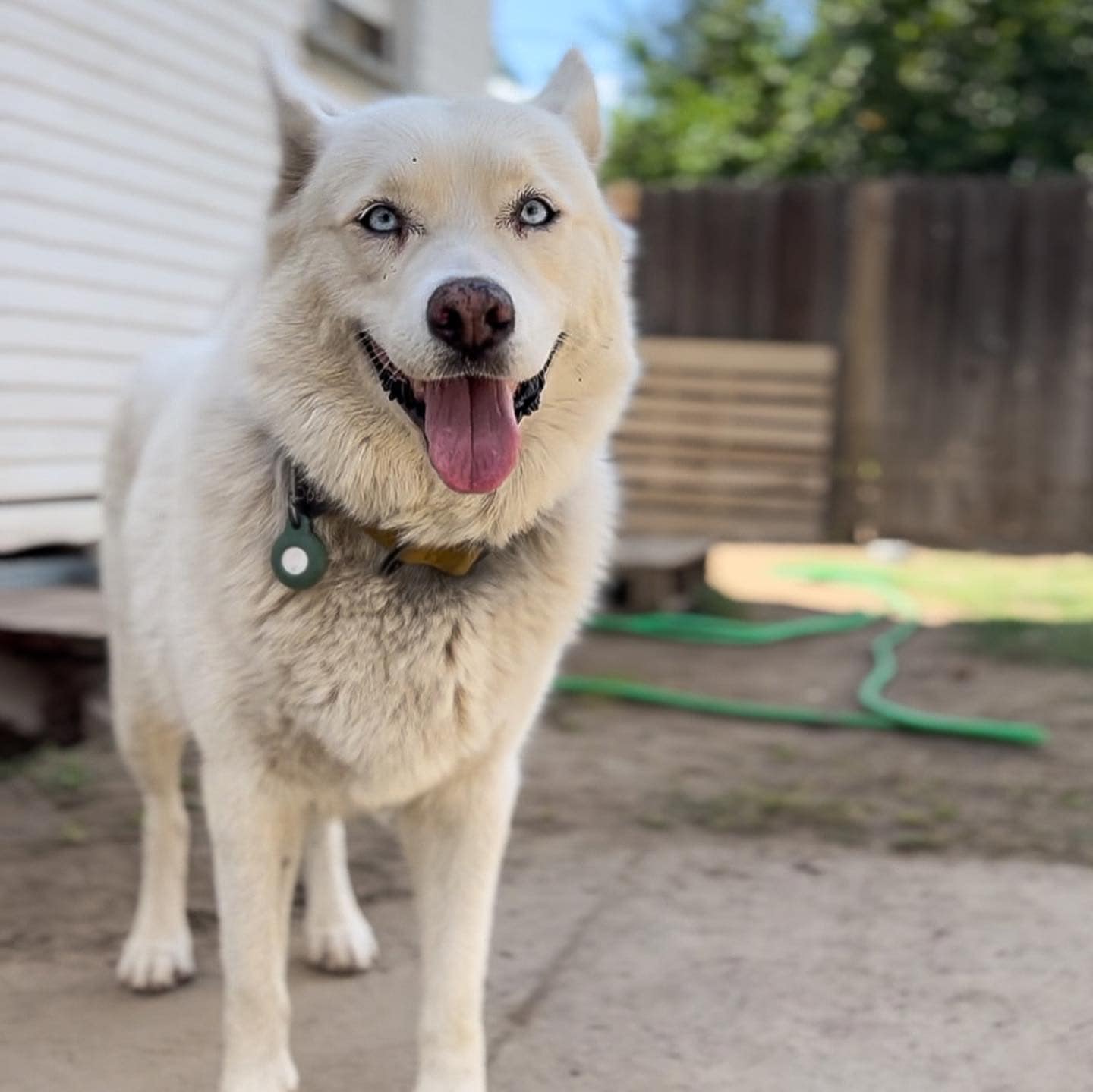 cute husky with blue eyes