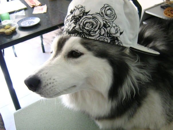 cute husky with hat