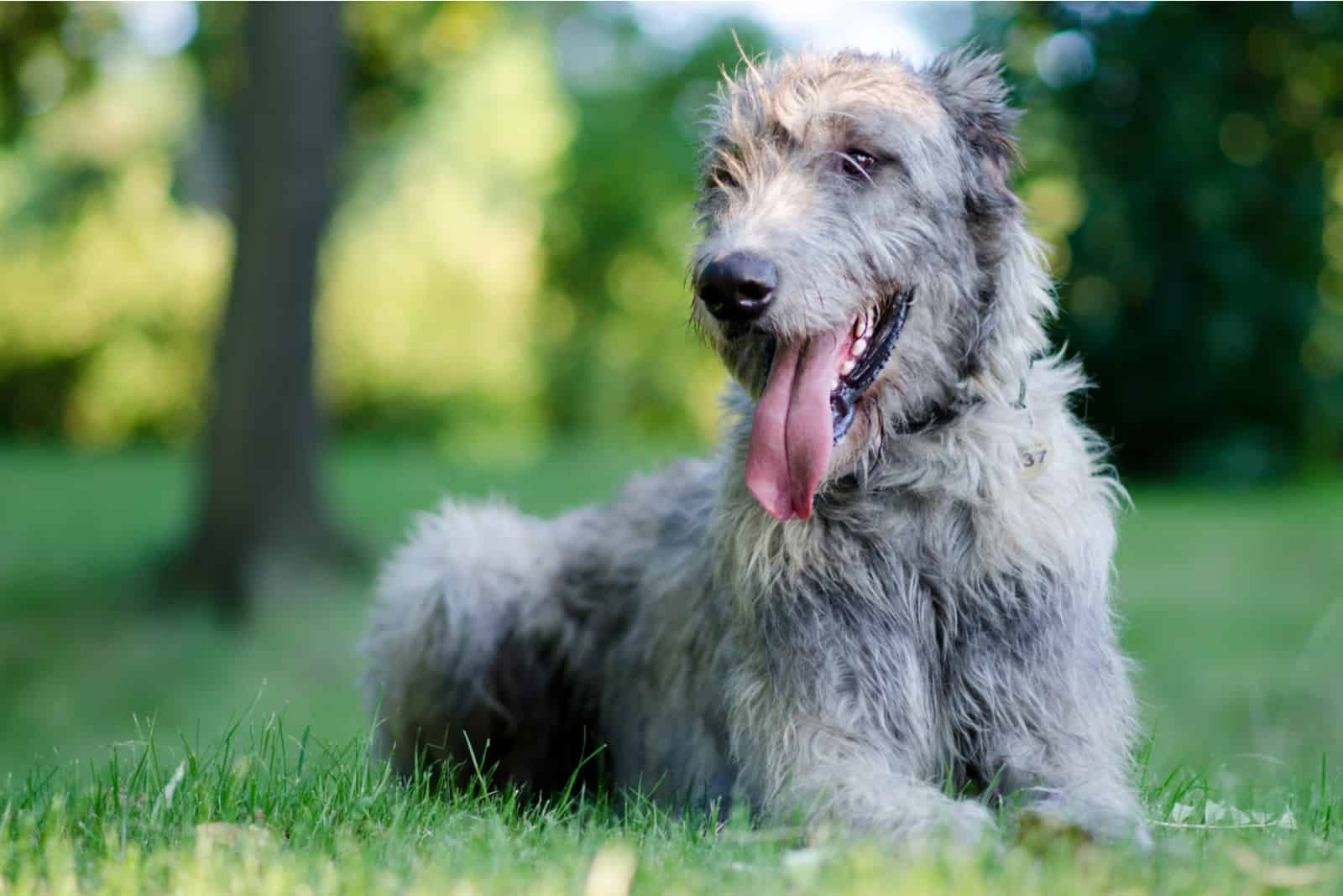 cute Irish Wolfhound sitting on grass