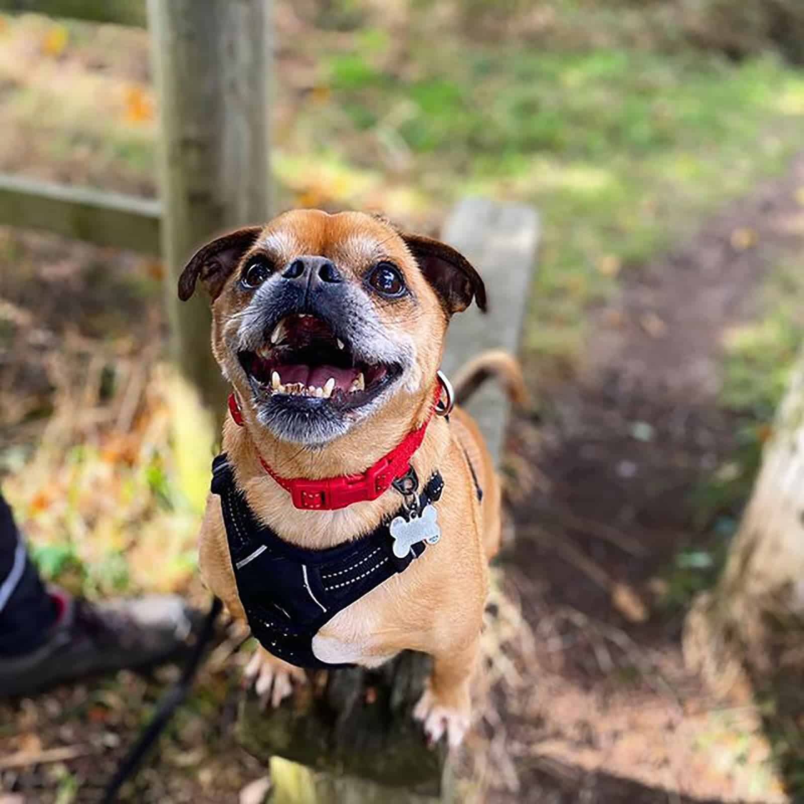 cute jack russel pug dog in nature