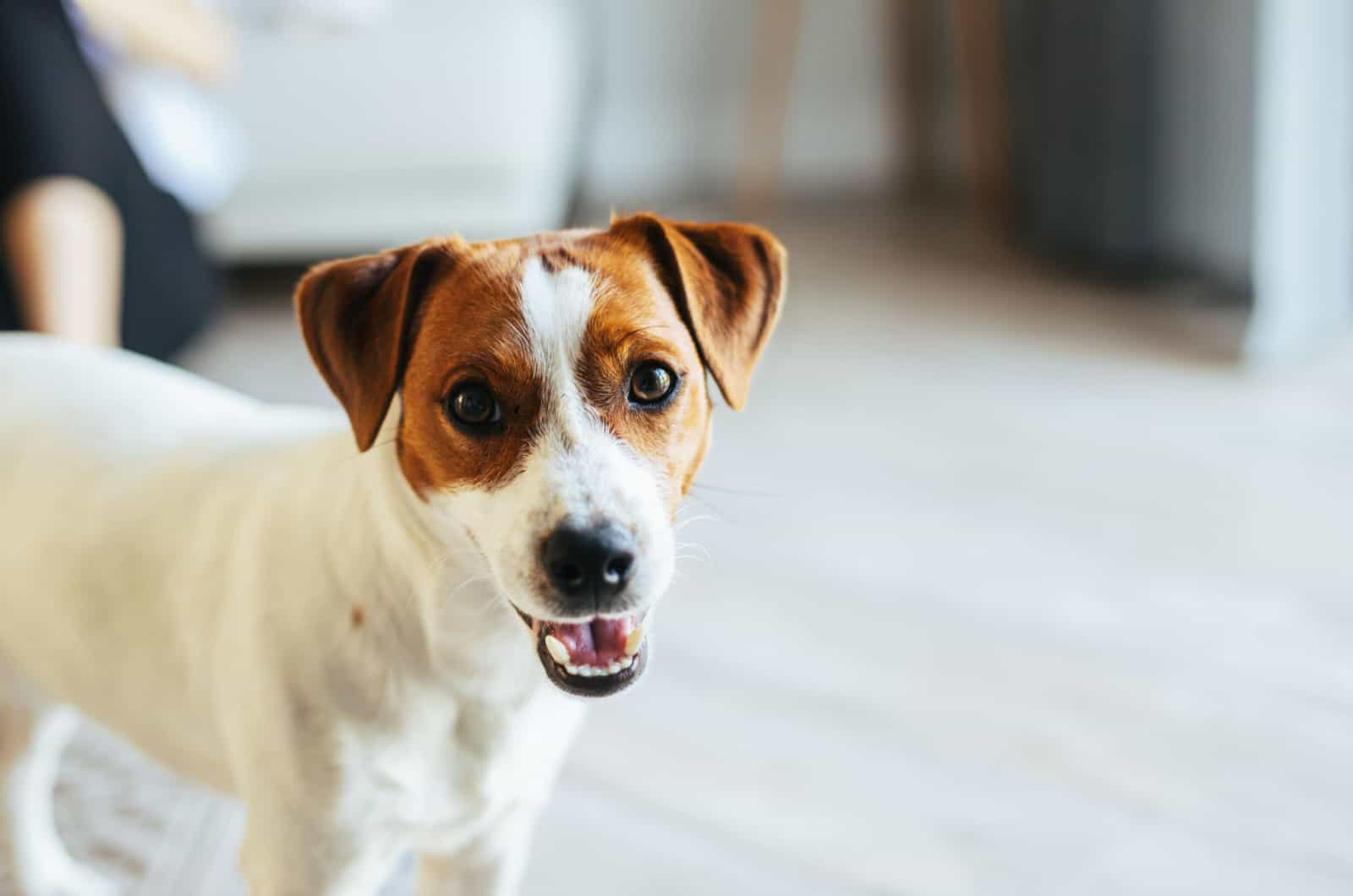 cute jack russell terrier