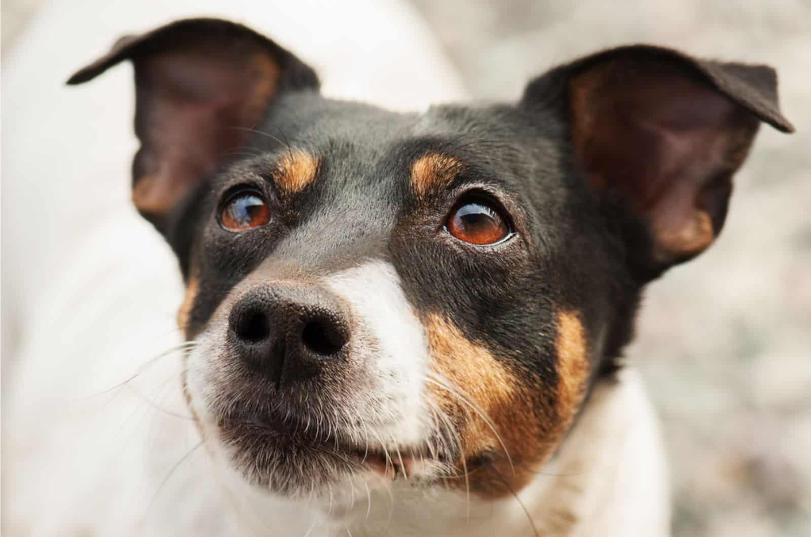 cute jack russell terrier looking in to camera