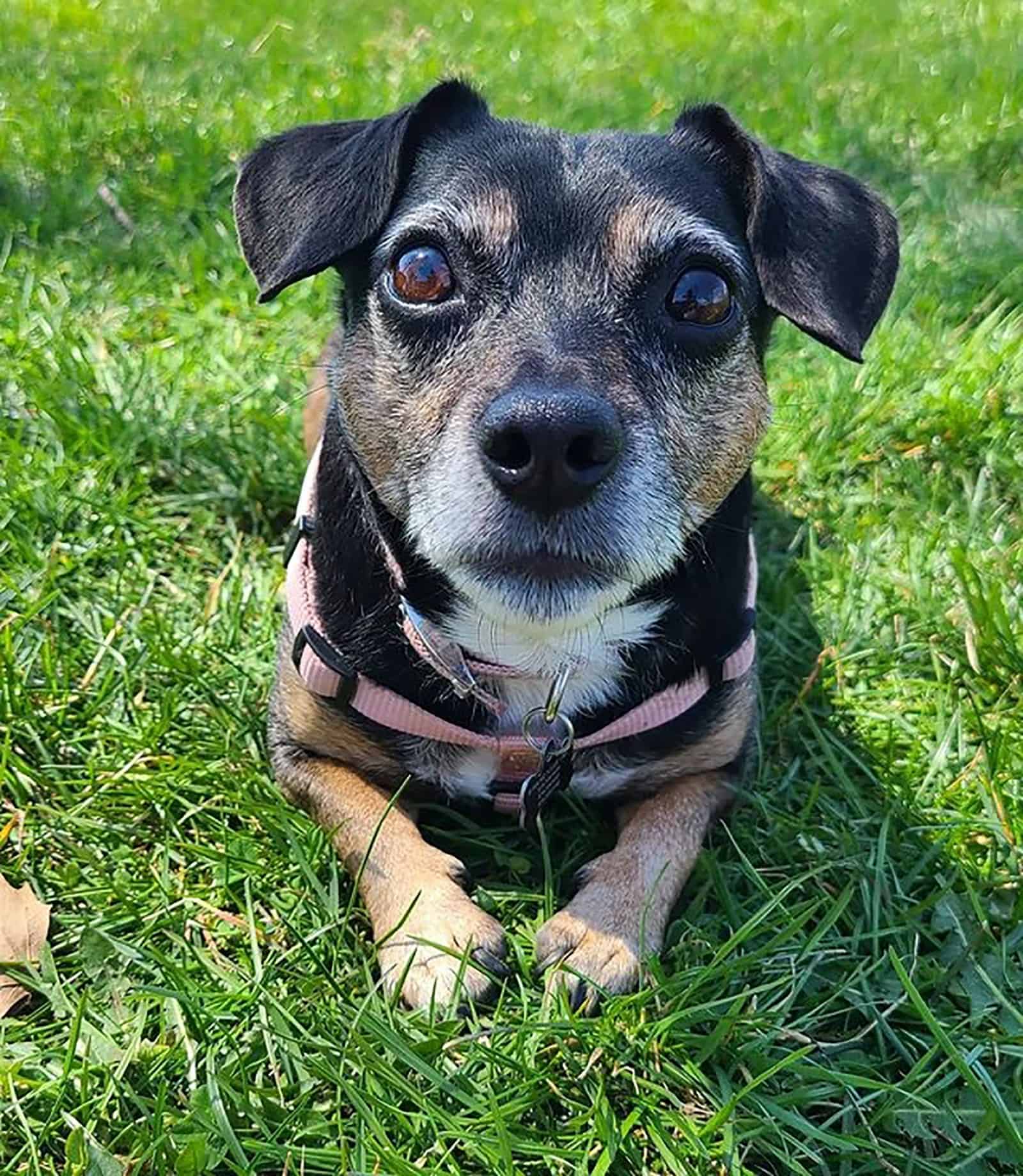 cute jug dog lying in the grass