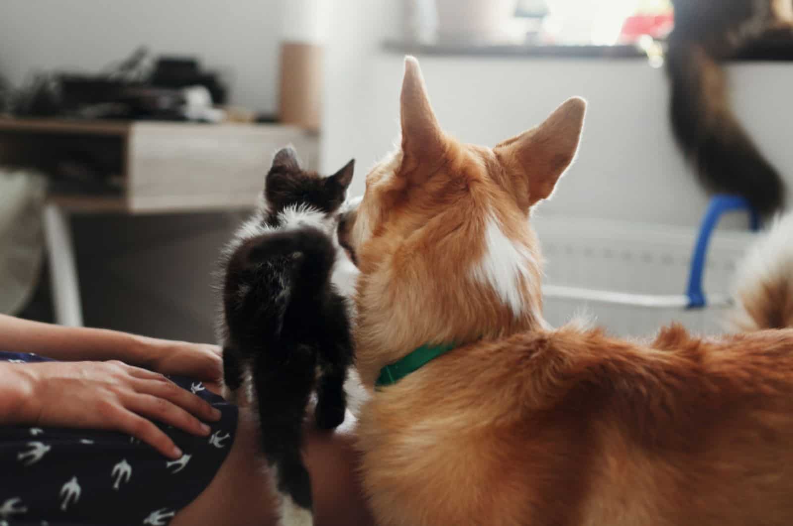 cute kitty meeting with big golden dog beside their owner