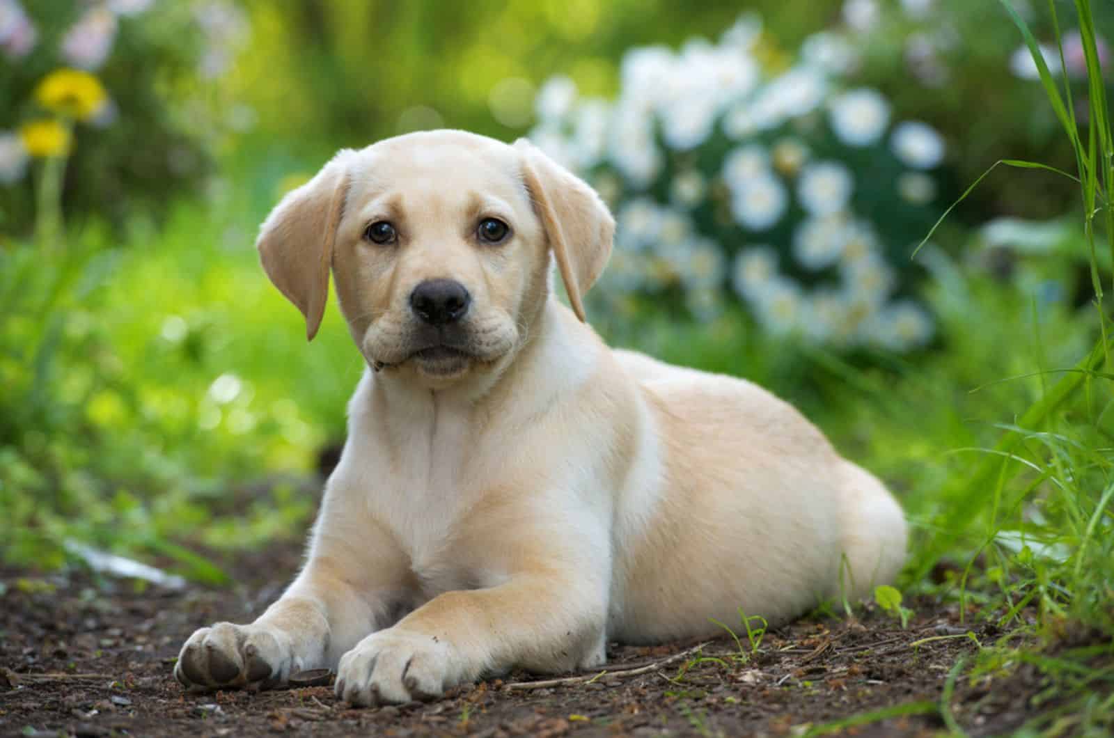 cute labrador retriever puppy lying on the ground