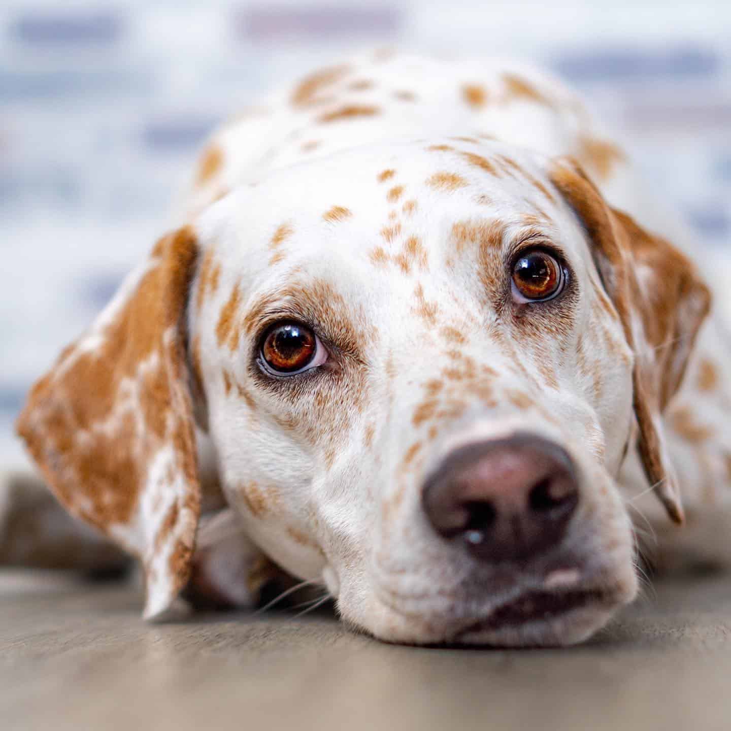 cute lemon dalmatian laying