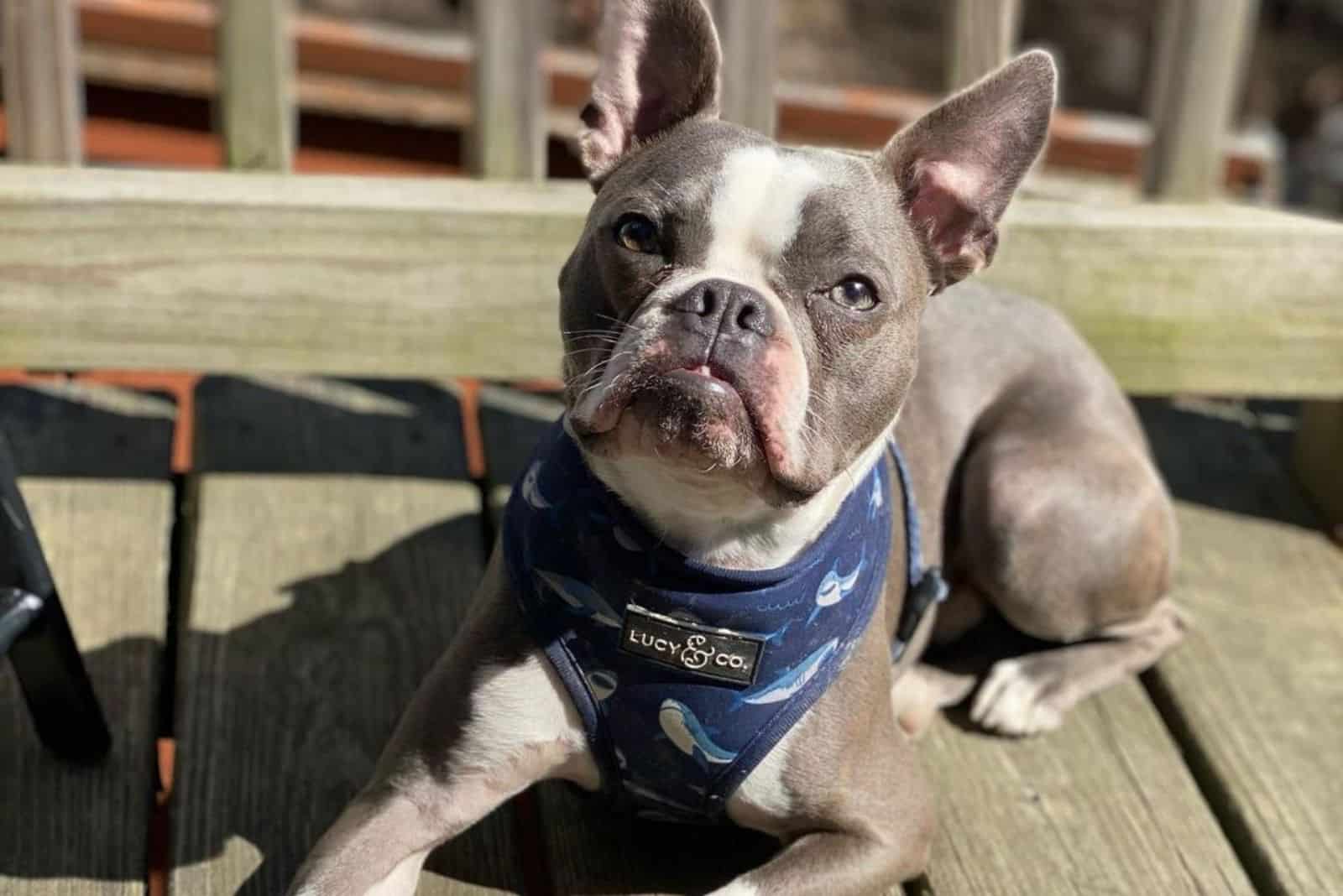 cute little blue boston terrier