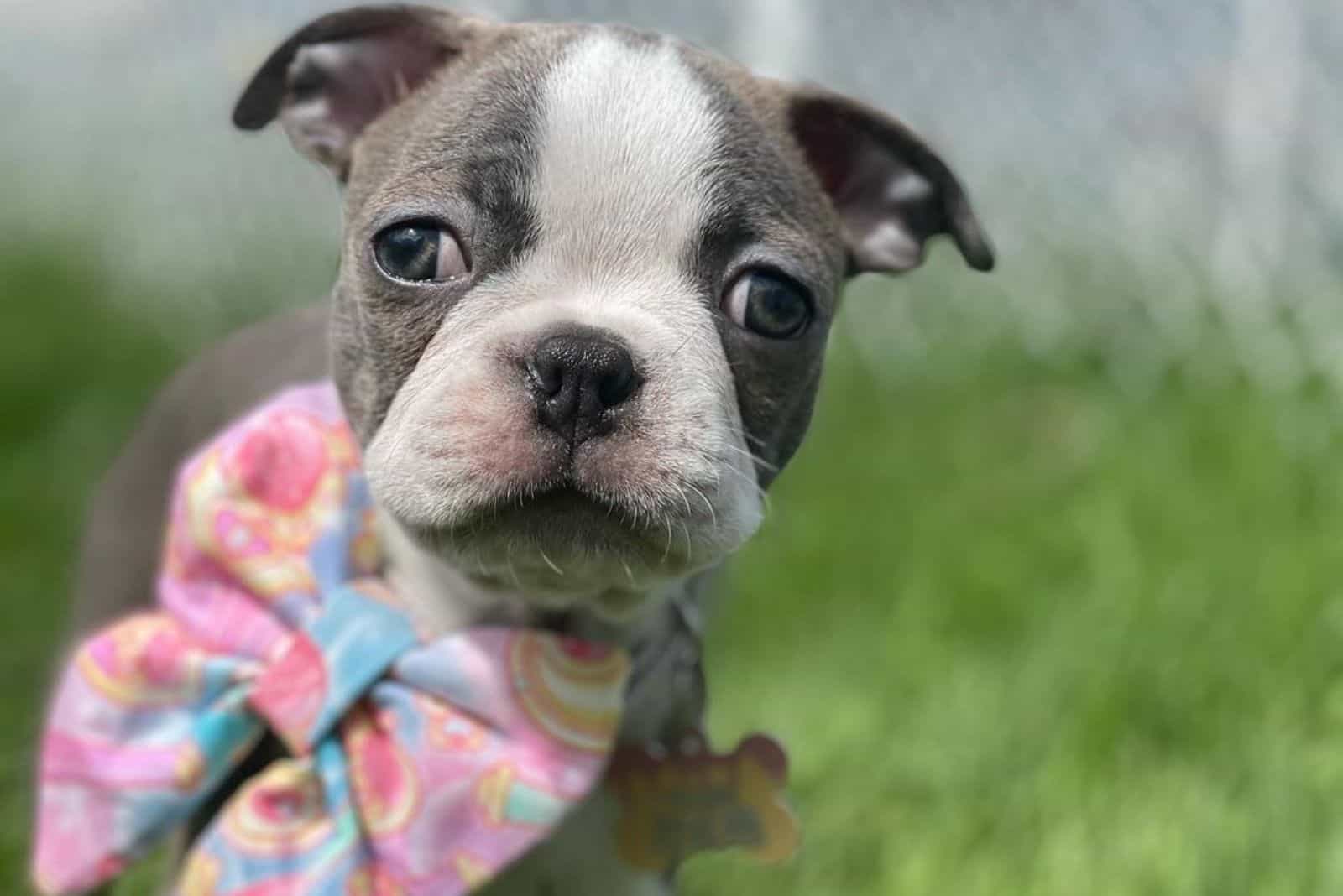 cute little blue boston terrier