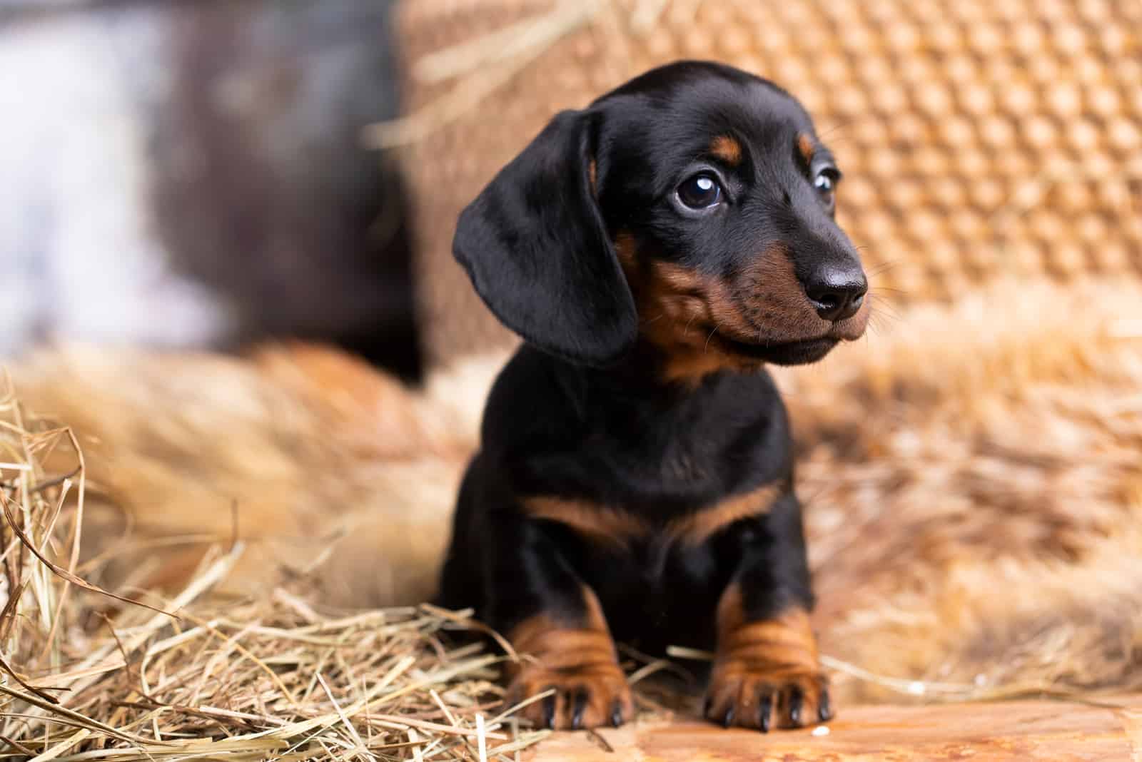 cute little dachshund lying on the straw