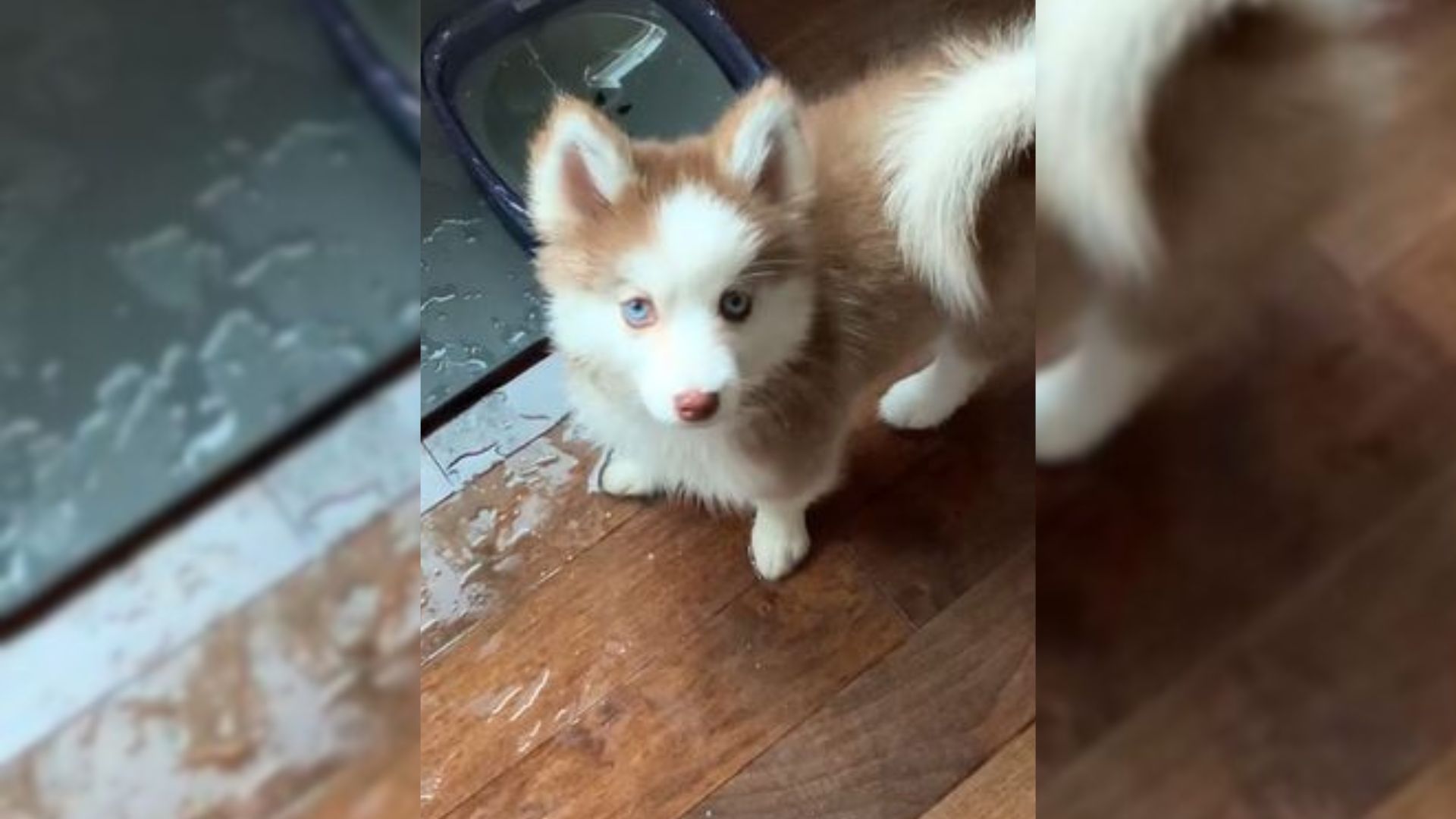 Cute Little Pomsky Proudly Shows Mommy How To Spill Water From A Bowl In A Hilarious Video