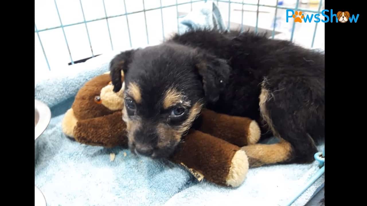 cute little puppy laying with toy