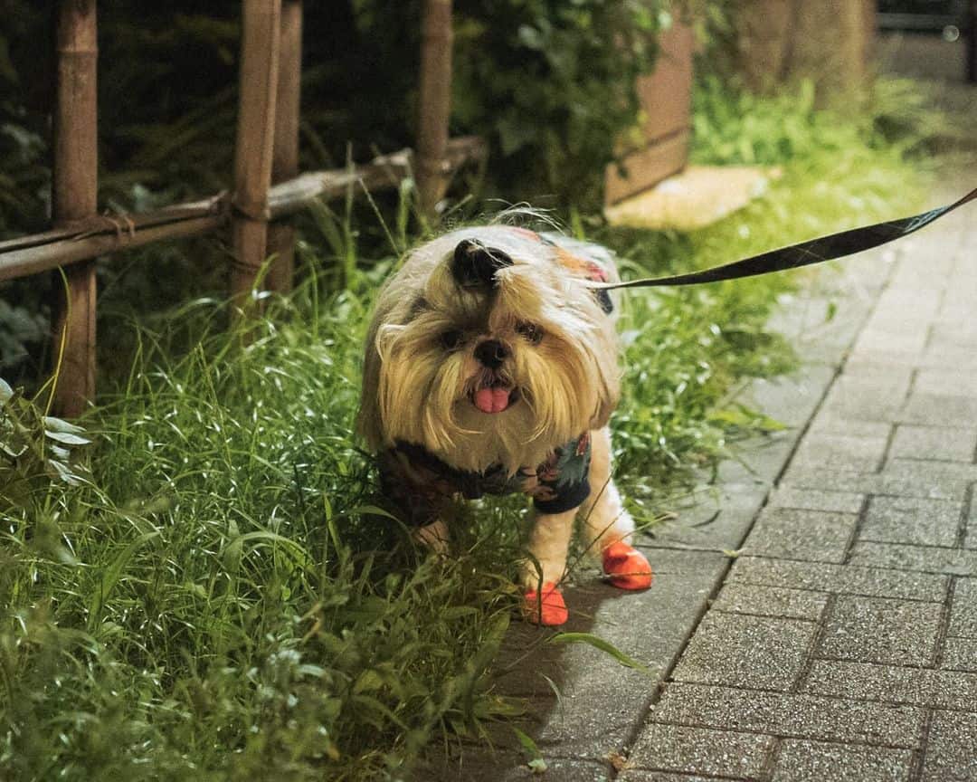 cute little Shih Tzu dog