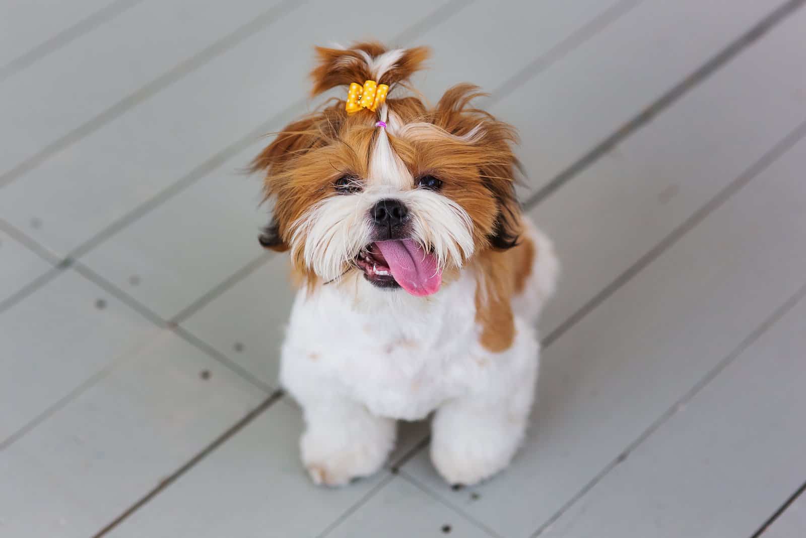 cute little Shih Tzu puppy