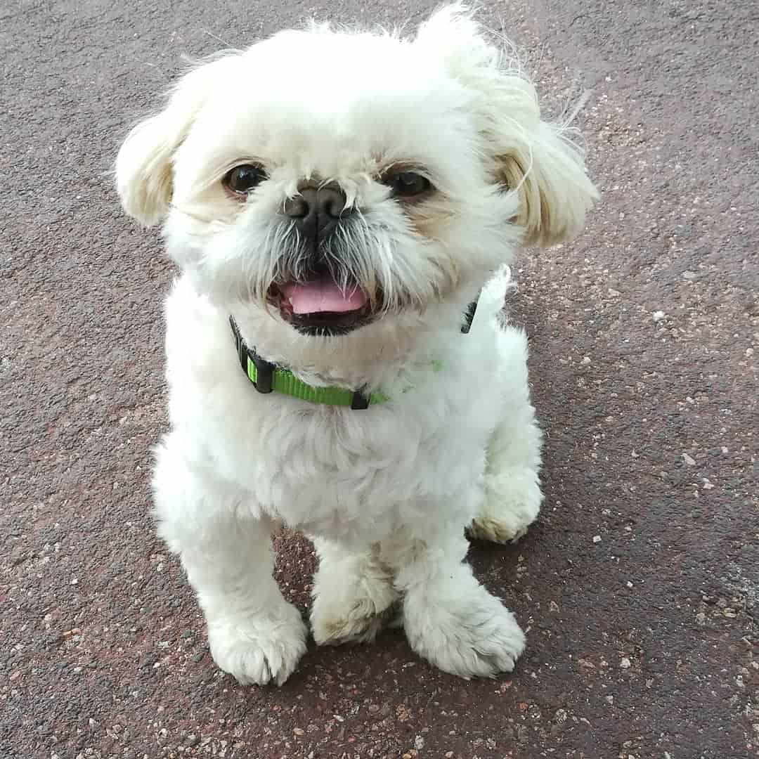 cute little white shih tzu outdoors