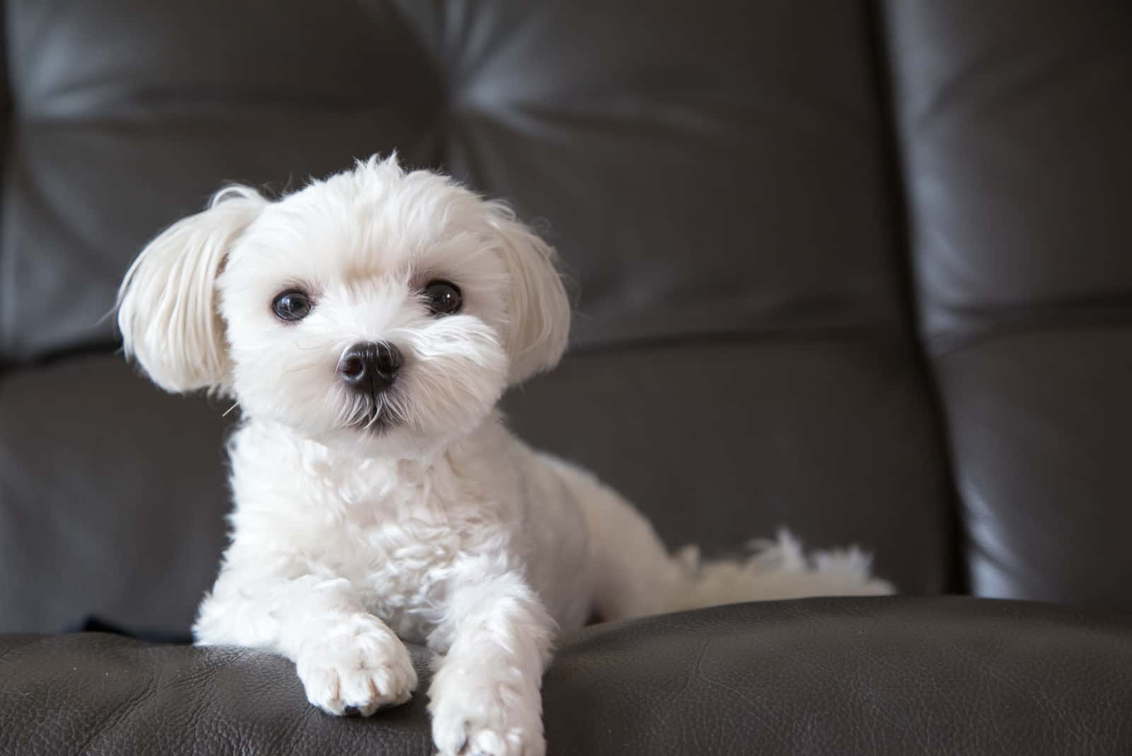 Cute Maltese laying down on black leather sofa