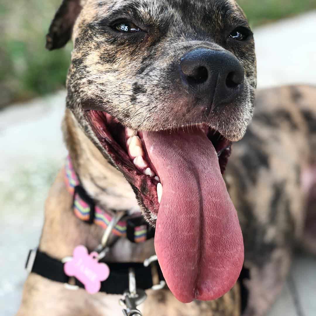 cute merle pitbull dog