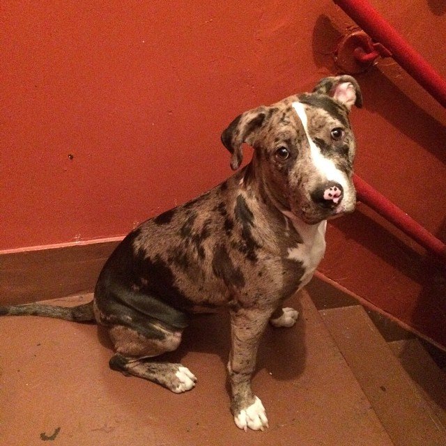 cute merle pitbull puppy