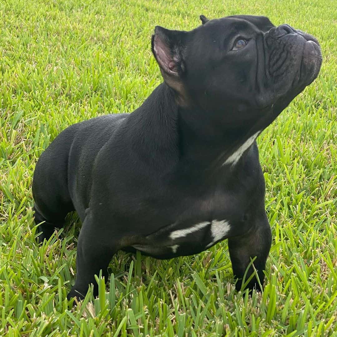 cute micro exotic bully