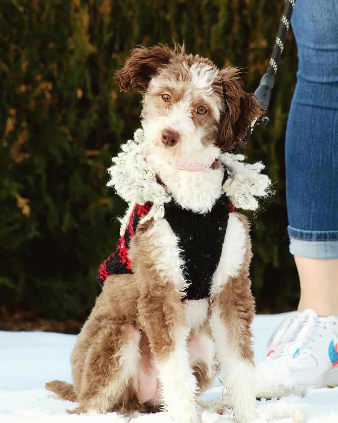 cute mini aussiedoodle