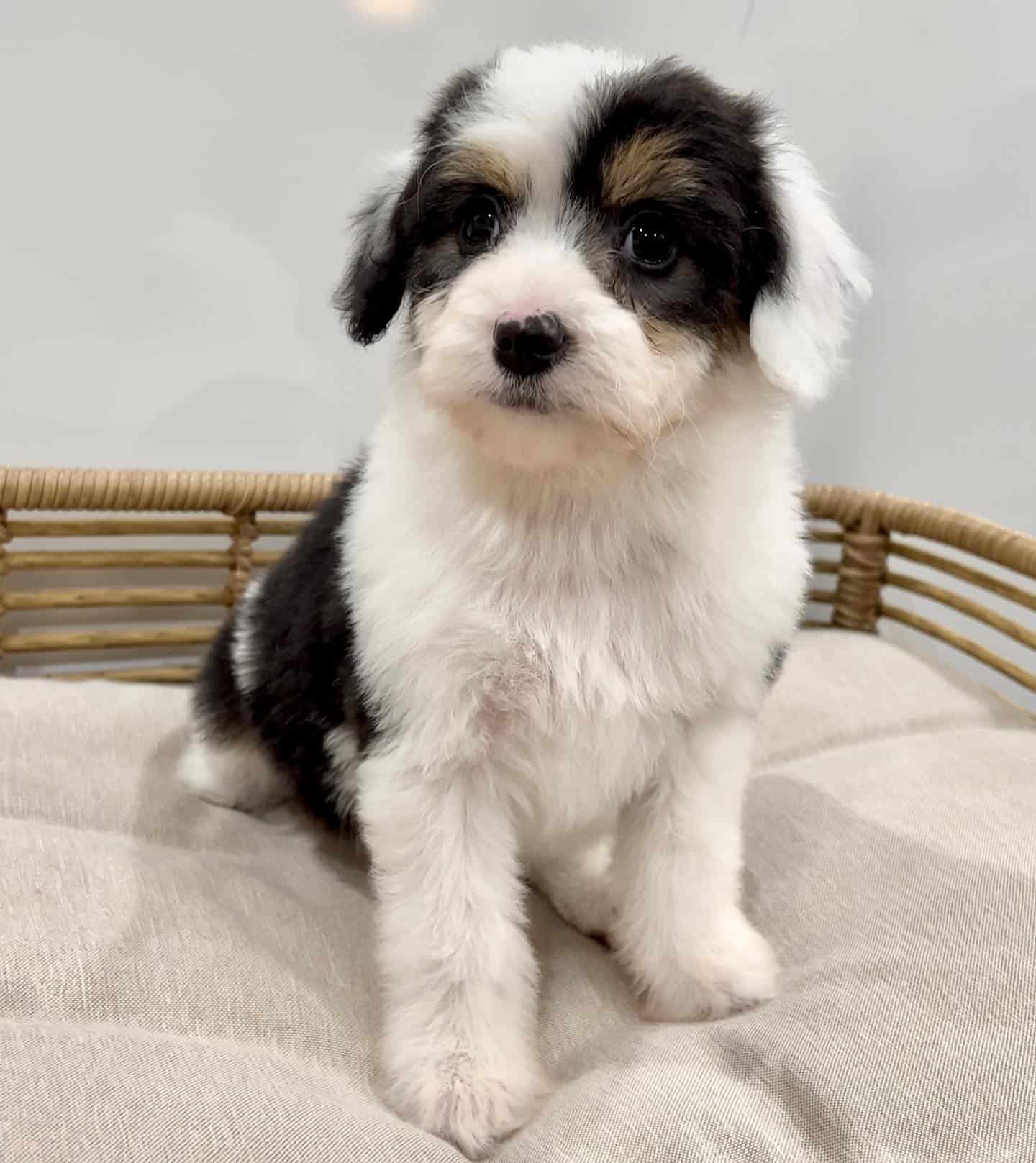 cute mini aussiedoodle