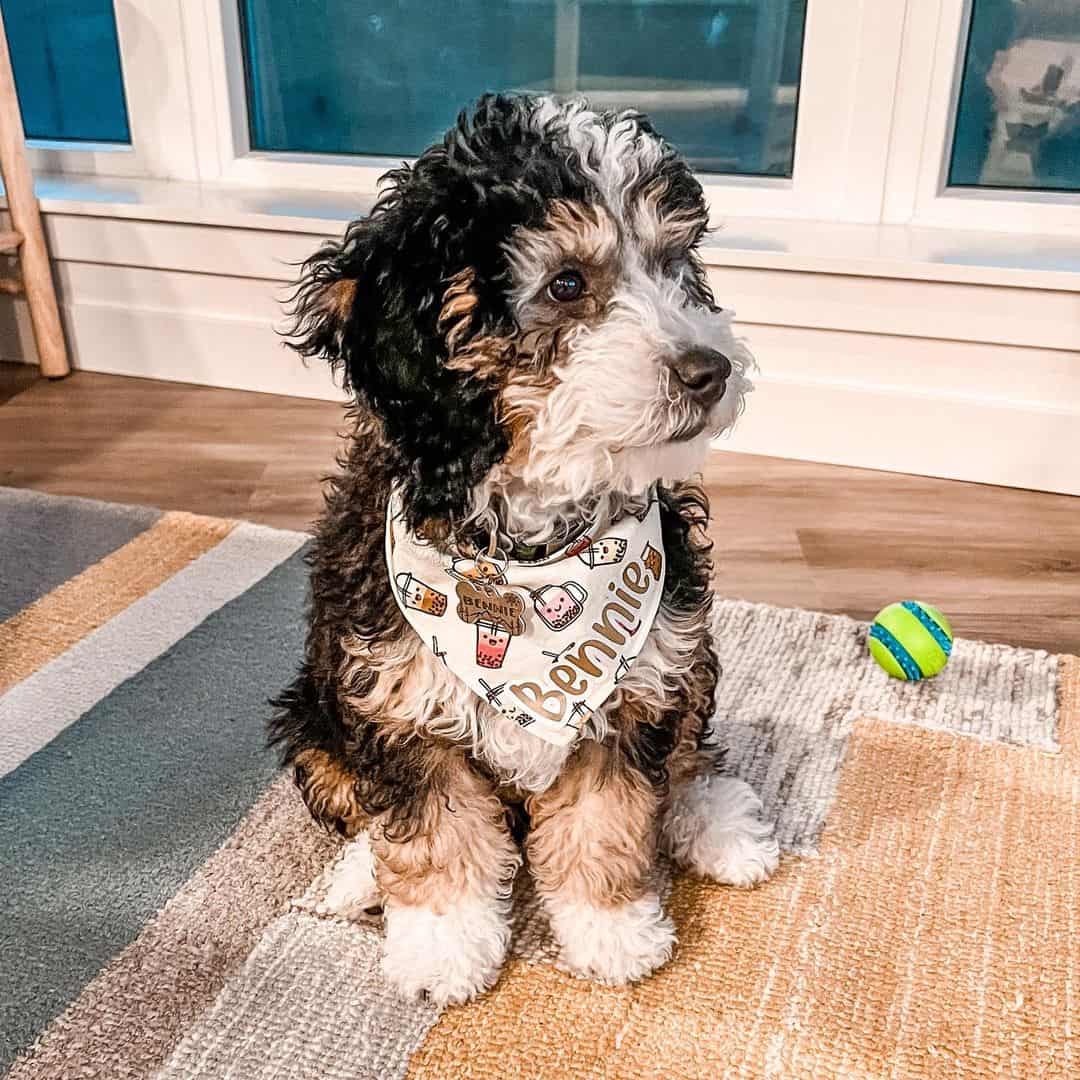 Cute Mini Bernedoodle sitting on carpet looking away