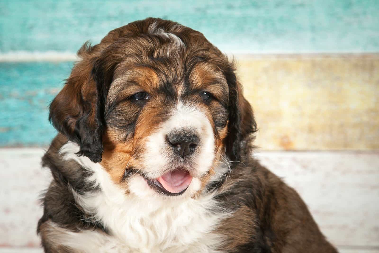 cute Mini Bernedoodle standing by pool