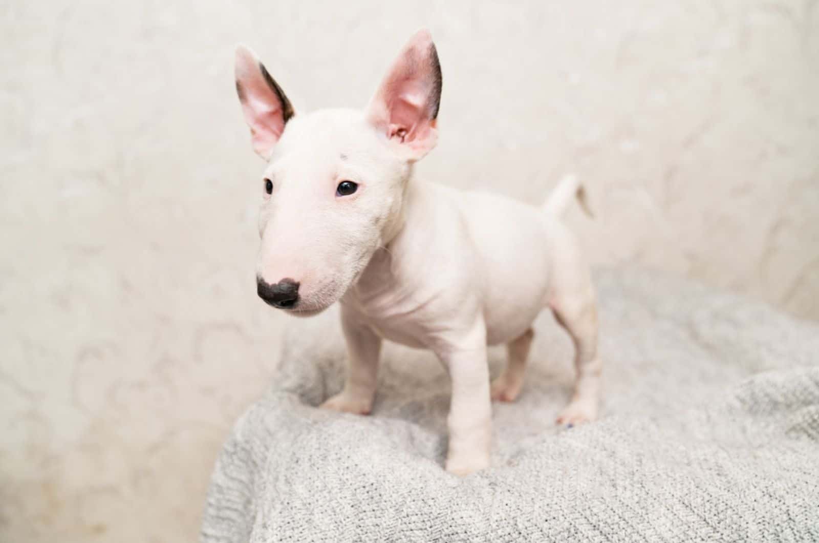 cute mini bull terrier standing on a blanket